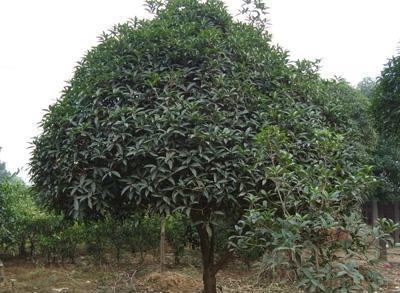 供應昆山桂花太倉桂花張家港桂花 優選蘇州華峰苗木園